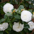 Colorful Camellia Japonica Live Plant Large Flowers, Camellia Bush Tree in 4 Inc Pot for Planting, 5-10 Inches in Tall (White)