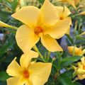 Set 2 Yellow Mandevilla Live Plants, 5-9" Tall Mandevilla Plant Potted, Well Rooted Perennial Flowers Shrub Plants, Ornamental Plants for Outdoors