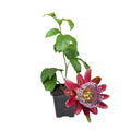 2 Abundant Bloom Deep Red Passion Flower Plants Live, Passiflora Live Plant for Trailing, Climbing Trellis Outdoor, 5-9" in Tall, Perennial, Fragrant