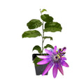 2 Abundant Bloom Lavender Passion Flower Plants Live, Passiflora Live Plant for Trailing, Climbing Trellis Outdoor, 5-9" in Tall, Perennial, Fragrant