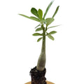 Desert Rose Plant Live, Red Adenium Desert Rose Plant, 5 to 7 Inches Long, Cactus Succulent Plant Perennial Flowering