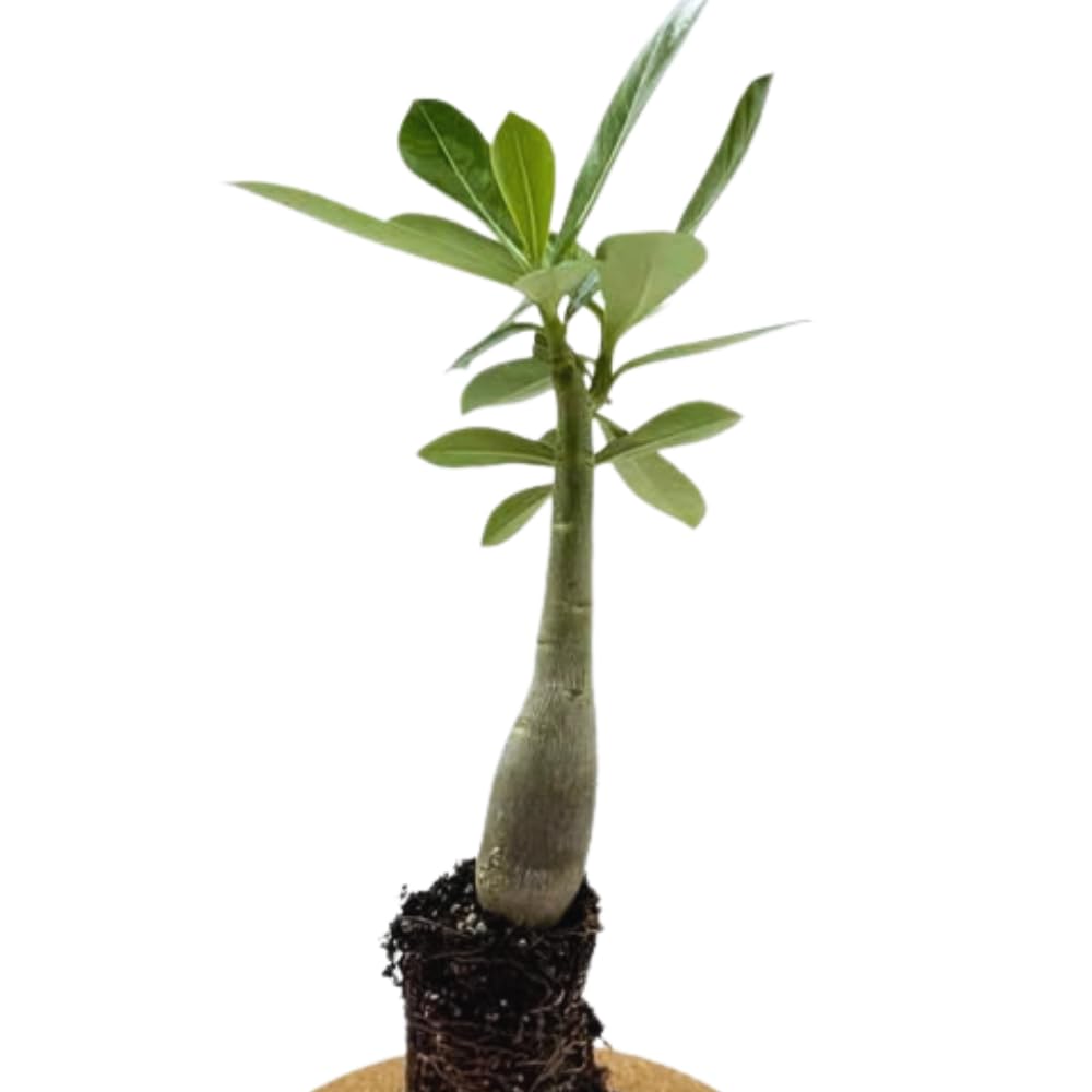 Pink Desert Rose Live Plant, Succulent Cactus Plant, Adenium Desert Rose Plant Live, Colorful Bonsai Tree, 4 to 8 Inches Tall