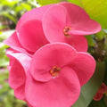 Pink Crown of Thorns Plant Live in Pot, Euphorbia Milii Live Plants Very Hardy Houseplant Home Decoration, Year Round Blooming