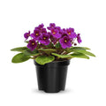 Purple African Violet Plants Live in Pot, Flowering Violets Indoor Outdoor Blooming, Vibrant Color Houseplant Décor Year-Round