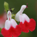 2 Hot Lips Sage Salvia Live Plant Herb in 1 Pot, Bicolor Blooms Salvia Sage Bush, Turn Red on Summer, Sage Shrub Grow Indoors Outdoor, 5 to 10 Inc Tall