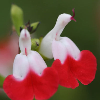 2 Hot Lips Sage Salvia Live Plant Herb in 1 Pot, Bicolor Blooms Salvia Sage Bush, Turn Red on Summer, Sage Shrub Grow Indoors Outdoor, 5 to 10 Inc Tall