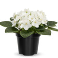 African Violets Plant Live in 4'' Pot, Fast-bloming Indoor Outdoot Flowering Plant with Vibrant Blooms (Blue African Violet)