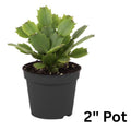 Orange Christmas Cactus Plants Live in 2 Inch Pot, Vibrant Christmas Cactus Blooms, Perennial Holiday Cactus Plant Flower Succulent Houseplant
