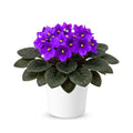 Purple African Violets Live Plants in Pots, Live African Violet Plants House Plant for Indoor Outdoor Décor, 4" Pot, Well-Rooted and Year-Round Blooming