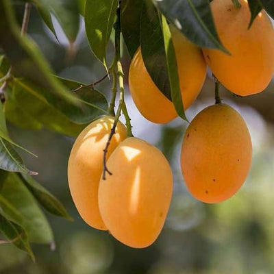2 Yellow Ataulfo Mango Trees Live Plants, Zones 9-11, Mango in 4" Pot, Starter 5 to 6" Tall, Tropical Flavor