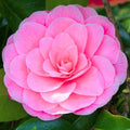 Camellia Plants Live, Rare Camellias Tree Live Plant, Vibrant Flower Shrub, Well-Rooted in Pot, Indoor Outdoor Flowering Zones 7-10 (Pink)
