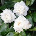 Bright White Camellia Plants Live, Rare Camellias Tree Live Plant, Bright White Flower Shrub, Well-Rooted in Pot, Indoor Outdoor Flowering Zones 7-10