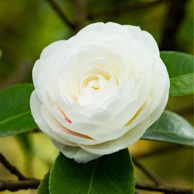 Camellia Plants Live, Rare Camellias Tree Live Plant, Vibrant Flower Shrub, Well-Rooted in Pot, Indoor Outdoor Flowering Zones 7-10 (White)