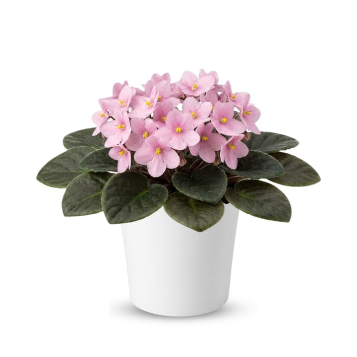 Light Pink African Violets Live Plants in Pots, Live African Violet Plants House Plant for Indoor Outdoor Décor, 4" Pot, Well-Rooted and Year-Round Blooming