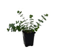 Live Eucalyptus Eucalyptus Plant Tree, Indoor Outdoor Fragrant Baby Blue Eucalyptus 5-9 Inc Tall, No Pot