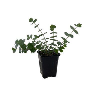 Live Eucalyptus Eucalyptus Plant Tree, Indoor Outdoor Fragrant Baby Blue Eucalyptus 5-9 Inc Tall, No Pot