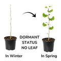 Ginkgo Plant in Quart Pot, 6-12 Inch - Leafless in Winter, Perennial Ginkgo Plants, Strong Roots, Live Shade Plants for Home Garden