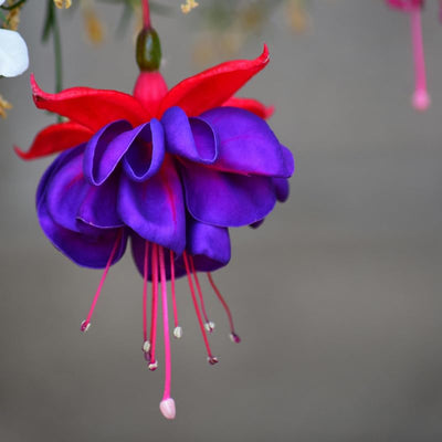 Red Blue Fuchsia Plants Live, Fuchsia Plants, 3 to 5" Tall Starter Plug, Hardy Perennial Flowers Plant for Planting, Hanging Basket, Colorful Plant