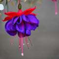 Fuchsia Plants Live, Fuchsia Plants, 3 to 5" Tall Starter Plug, Hardy Perennial Flowers Plant for Planting, Hanging Basket, Colorful Plant