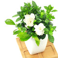 Gardenia Plant, Cape Jasmine Plants Live, Frost Proof Gardenia Live Plants, 5 to 7 Inc Tall, Easy to Plant Jasmine Shrub Plants
