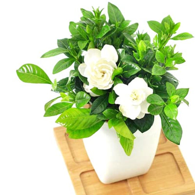 Gardenia Plant, Cape Jasmine Plants Live, Frost Proof Gardenia Live Plants, 5 to 7 Inc Tall, Easy to Plant Jasmine Shrub Plants
