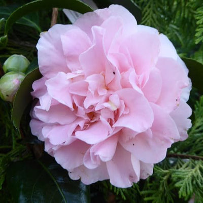Camellia Plants Live, Rare Camellias Tree Live Plant, Vibrant Flower Shrub, Well-Rooted in Pot, Indoor Outdoor Flowering Zones 7-10 (White Pink)