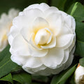 Camellia Plants Live, Rare Camellias Tree Live Plant, Vibrant Flower Shrub, Well-Rooted in Pot, Indoor Outdoor Flowering Zones 7-10 (White)