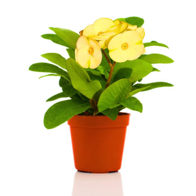 Yellow Crown of Thorns Plant Live in Pot, Euphorbia Milii Live Plants Very Hardy Houseplant Home Decoration, Year Round Blooming