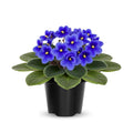 Dark Blue African Violet Plants Live in Pot, Flowering Violets Indoor Outdoor Blooming, Vibrant Color Houseplant Décor Year-Round