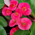 Pink Crown of Thorns Plant Live in Pot, Euphorbia Milii Live Plants Very Hardy Houseplant Home Decoration, Year Round Blooming