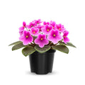 Pink African Violet Plants Live in Pot, Flowering Violets Indoor Outdoor Blooming, Vibrant Color Houseplant Décor Year-Round
