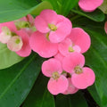 Pink Crown of Thorns Plant Live in Pot, Euphorbia Milii Live Plants Very Hardy Houseplant Home Decoration, Year Round Blooming