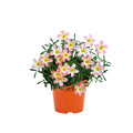 Oxalis Plant Live in 4 Inch Pot, Vibrant Flowering Shamrock Plant Well Rooted, Year-Round Decoration, Garden and Containers Growing