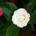 9 Months Old Camellia Tree Live Plant, Camellias Plants Shrub, Large Flower Well-Rooted in Pot, Indoor Outdoor, Cold Hardy (White)