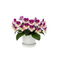 Bicolor Streptocarpus Plant Live, Ladyslipper Primrose Flowering Houseplant in 3.25 Inch Pot, Indoor Blooming Plants for Planting, 4-8 Inches
