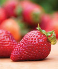 10 Ozark Strawberry Roots Plants Live for Planting, Hardy Everbearing Strawberry Fragrant Strawberries Plant, Large Sweet Fruit