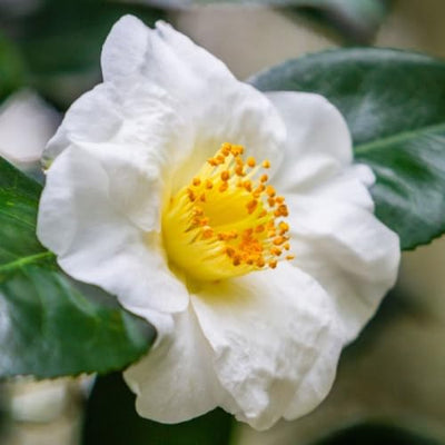 Bright White Camellia Plants Live, Rare Camellias Tree Live Plant, Bright White Flower Shrub, Well-Rooted in Pot, Indoor Outdoor Flowering Zones 7-10