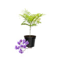 Blue Jacaranda Tree Live Plant 6-8 Inch Tall, Jacaranda Mimosifolia Flowering Plants Well Rooted