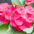 Pink Crown of Thorns Plant Live in Pot, Euphorbia Milii Live Plants Very Hardy Houseplant Home Decoration, Year Round Blooming