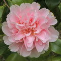 Camellia Plants Live, Rare Camellias Tree Live Plant, Vibrant Flower Shrub, Well-Rooted in Pot, Indoor Outdoor Flowering Zones 7-10 (White Pink)