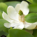 Sweetbay Magnolia Tree Live Plant, Laurel Magnolia Shrub Tree Live Plant in 2.5" Pot, 6-12 Inches
