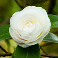 Colorful Camellia Japonica Live Plant Large Flowers, Camellia Bush Tree in 4 Inc Pot for Planting, 5-10 Inches in Tall (White)