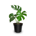 Monstera Plant 4-6 Inch, Live Indoor Plant, Split Leaf Houseplant for Home Office Decoration, No Pot (Deliciosa Monstera)