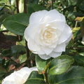 9 Months Old Camellia Tree Live Plant, Camellias Plants Shrub, Large Flower Well-Rooted in Pot, Indoor Outdoor, Cold Hardy (White)