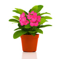 Pink Crown of Thorns Plant Live in Pot, Euphorbia Milii Live Plants Very Hardy Houseplant Home Decoration, Year Round Blooming