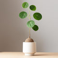 Hardy Stephania Cephalantha Plant, in 3.5" Pot, Caudex with Growth Starter, Unique Rare Succulent Vine Houseplant for Pots and Displays
