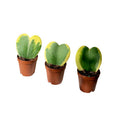 Live Variegated Hoya Kerrii Plant, Hoya for Pot or Hanging Basket, Live Indoor Plants for Home or Office