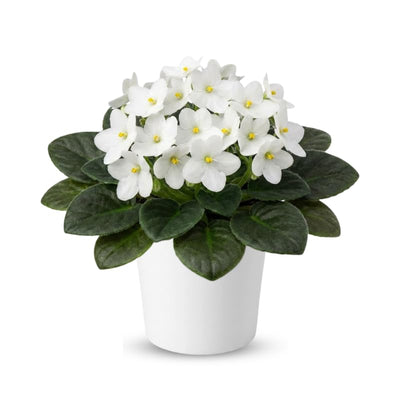 White African Violets Live Plants in Pots, Live African Violet Plants House Plant for Indoor Outdoor Décor, 4" Pot, Well-Rooted and Year-Round Blooming