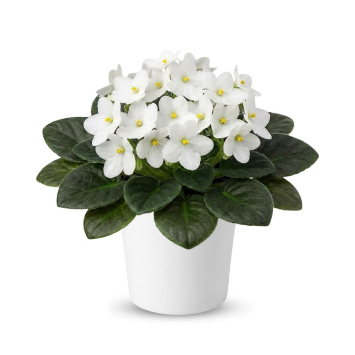 White African Violets Live Plants in Pots, Live African Violet Plants House Plant for Indoor Outdoor Décor, 4" Pot, Well-Rooted and Year-Round Blooming
