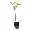 Red Weigela Shrub Plant Live, Hardy Shrub, 2-3 Ft Tall